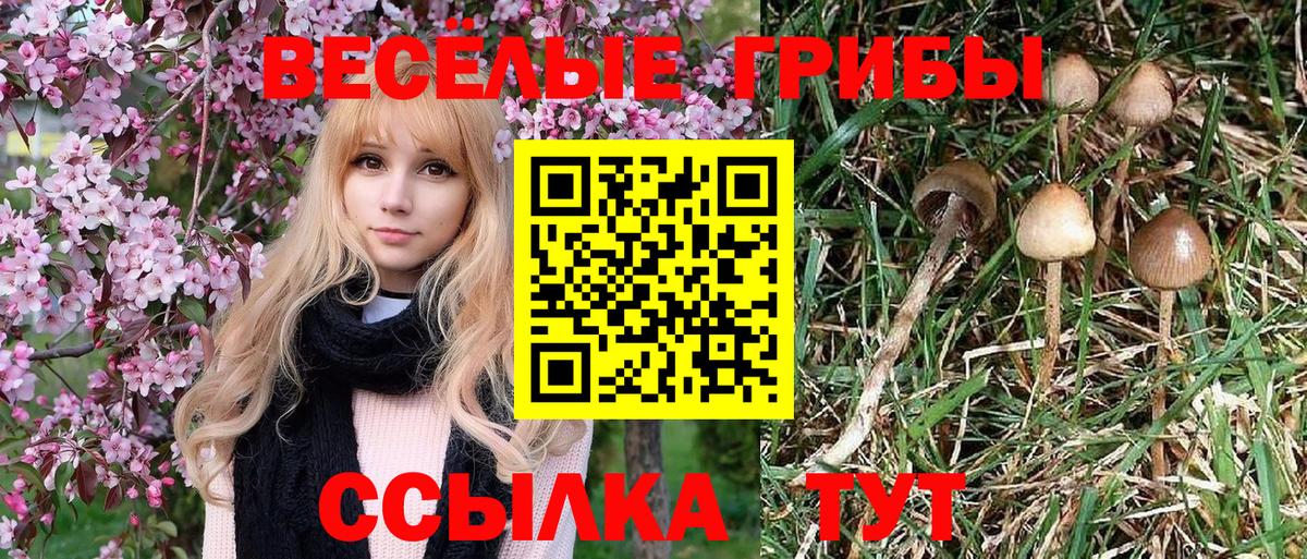 Галлюциногенные грибы Psilocybe  Вход с VPN  Арсеньев 